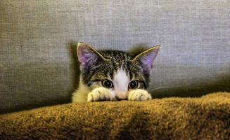 抓娃娃机现活体小猫