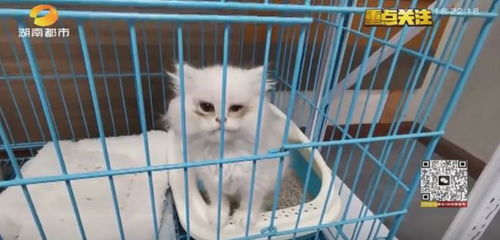 宠物免费领养有陷阱