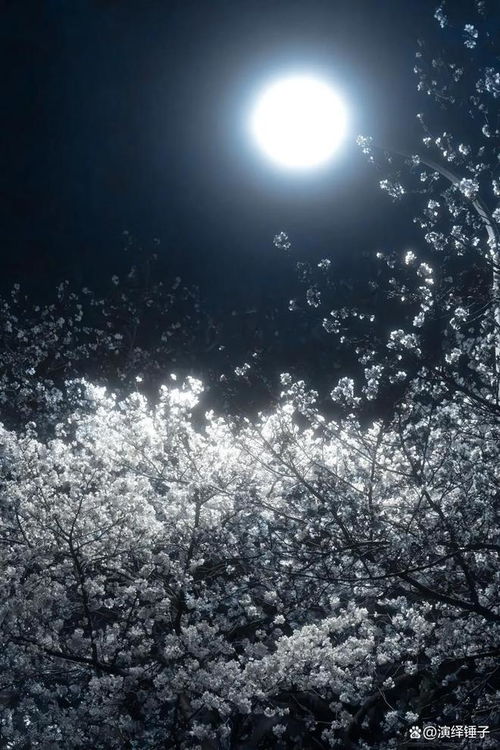 武汉樱花变冰糖葫芦