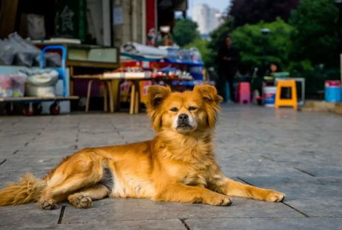 建议统一禁养犬名录