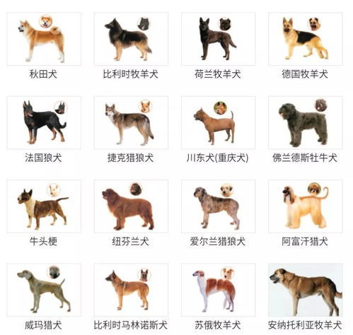 建议统一禁养犬名录