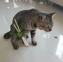 上班与猫相撞摔骨折
