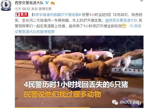 42头猪高速大逃亡