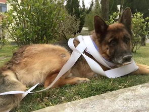 呼吁领养退役缉毒犬