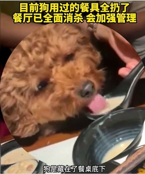 女子用餐厅餐具喂狗