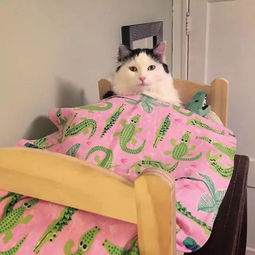 公公给陪嫁猫做小床