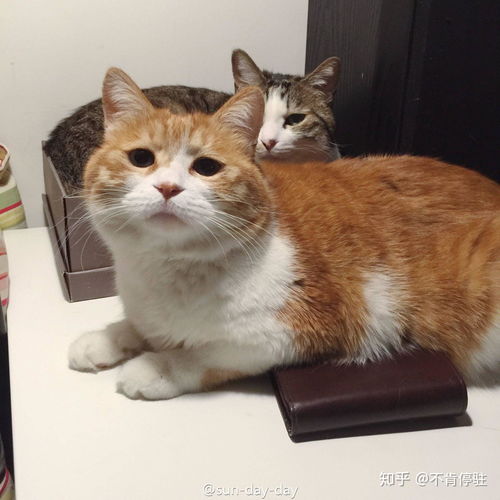 公公给陪嫁猫做小床