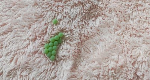臭屁虫虫卵千万别碰