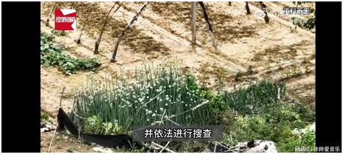 女子种900余株罂粟