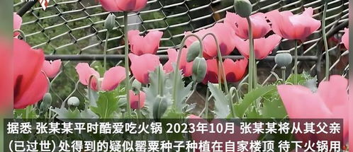 女子种900余株罂粟