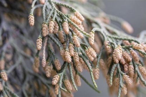 花粉过敏元凶是树