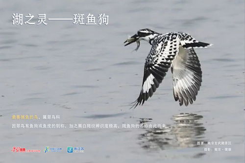 玄武湖惊现烫头鸭