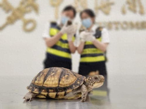 身绑28只活体龟入境