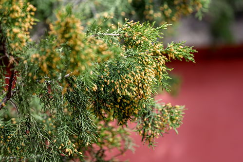 柏树花粉过敏者发声