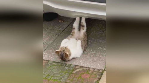 猫咪路边做仰卧起坐