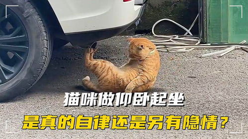 猫咪路边做仰卧起坐