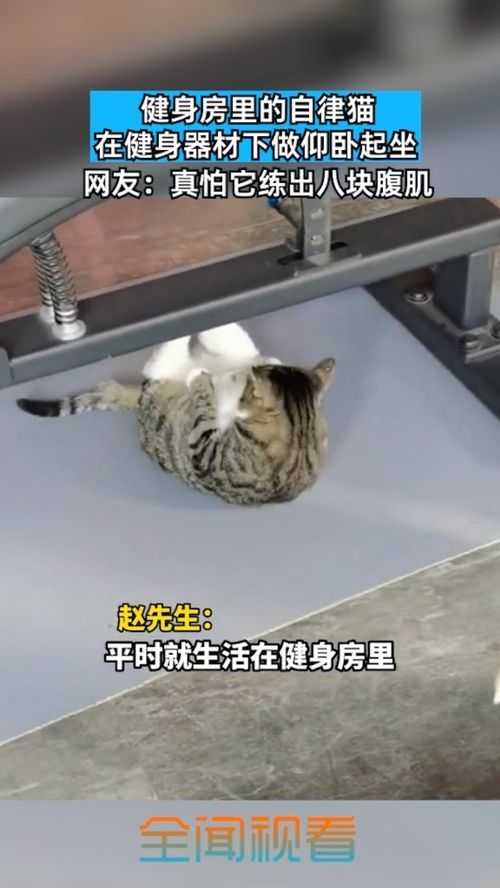 猫咪路边做仰卧起坐