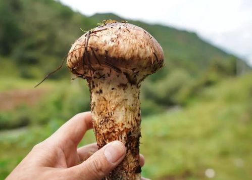买到假口红被店员骂