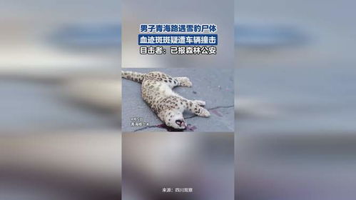 男子路遇雪豹尸体