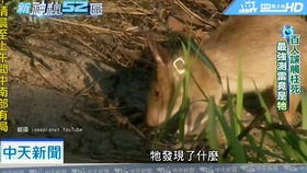 巨鼠嗅出109枚地雷