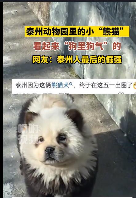 动物园染色狗扮熊猫