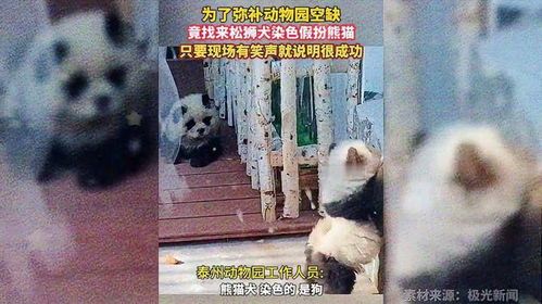 动物园染色狗扮熊猫