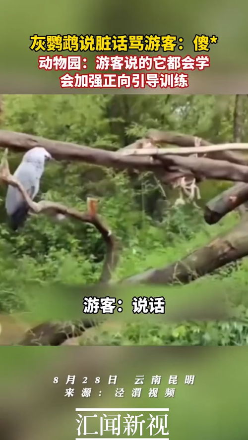 动物园灰鹦鹉说脏话