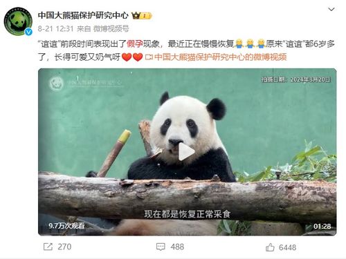 福宝再进入假孕状态