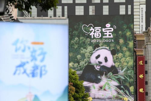 福宝再进入假孕状态
