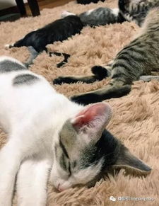 警方回应猫被砍四肢