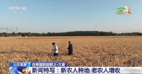 谷子吃出了千亿市场