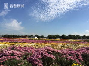 3万平方米彩虹花海