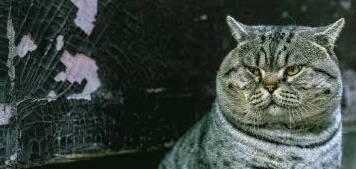 景区人猫游园人免费