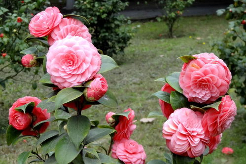 卖2盆茶花被索赔5万