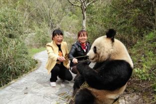 游客偶遇野生大熊猫