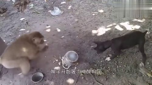 被猴子抢食还挨巴掌
