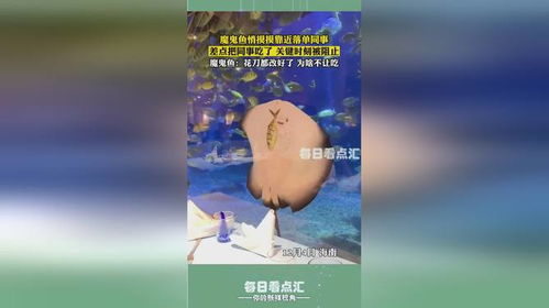 魔鬼鱼上班吃同事