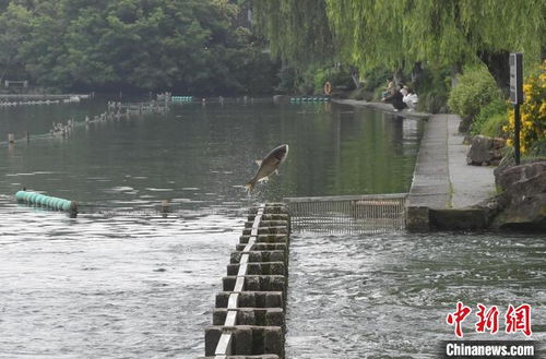西湖频现鱼跃龙门 西湖频现鱼跃龙门