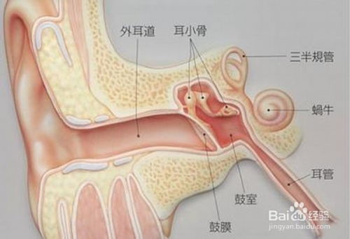 被邻居扇脸鼓膜穿孔 被邻居扇脸鼓膜穿孔