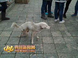 中学回应虐狗事件(中学回应虐狗事件是哪一集) 中学回应虐狗事件(中学回应虐狗事件是哪一集)