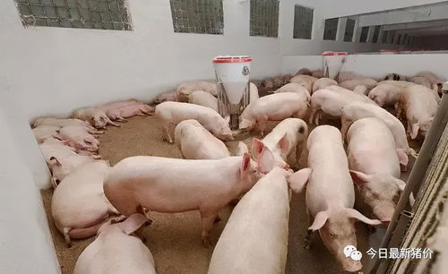两兄弟分房产怎么处理(两兄弟分房产怎么处理合法) 两兄弟分房产怎么处理(两兄弟分房产怎么处理合法)