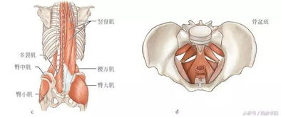频繁屁股疼确诊骨癌(屁股疼是骨癌吗) 频繁屁股疼确诊骨癌(屁股疼是骨癌吗)