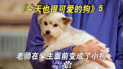 老师当学生面打死狗 老师当学生面打死狗