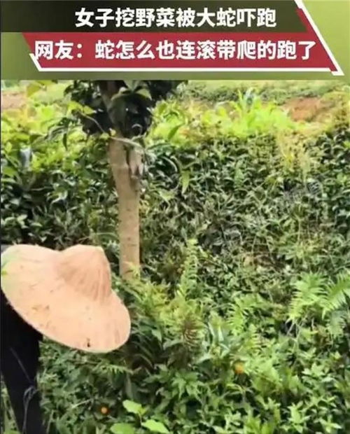 女子挖野菜挖到大蛇(女子挖野菜挖到大蛇视频) 女子挖野菜挖到大蛇(女子挖野菜挖到大蛇视频)