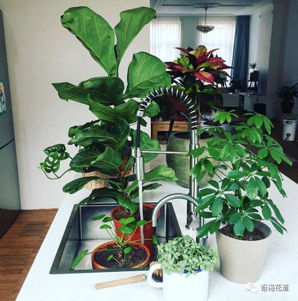 绿植自己抱着盆跑了(绿植爆盆) 绿植自己抱着盆跑了(绿植爆盆)