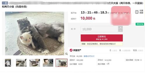 公司倒闭5只猫被法拍（公司倒闭拍卖）