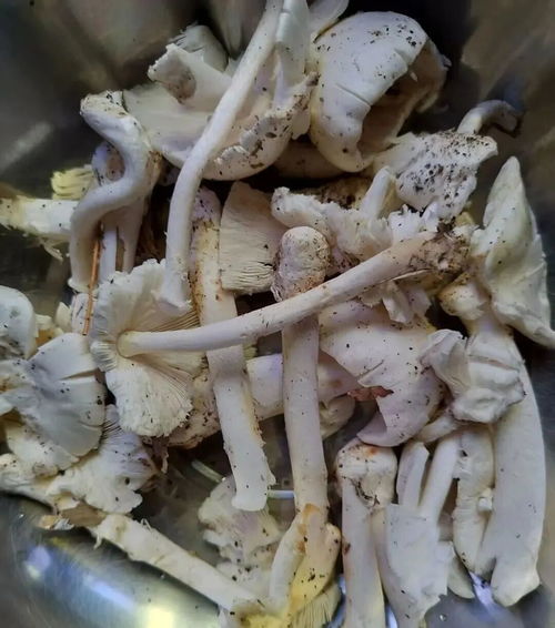 豆包误判蘑菇致中毒(蘑菇和豆包能一起吃吗) 豆包误判蘑菇致中毒(蘑菇和豆包能一起吃吗)