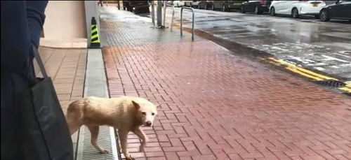 保安驱赶避雨母子(保安驱赶避雨读者议论文)