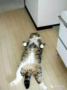 销魂猫咪游戏攻略 销魂猫咪游戏攻略