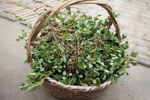 油菜地长满马齿苋(马齿苋亩产鲜菜多少斤) 油菜地长满马齿苋(马齿苋亩产鲜菜多少斤)